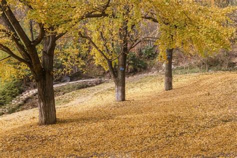 家門前種什麼樹好|門前栽什麼樹好？農村種樹講究多，5類樹木寓意差別大